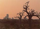 Africa Baobab and Technology